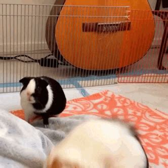 Guinea Pig Popcorning Gif - manga-0272eat