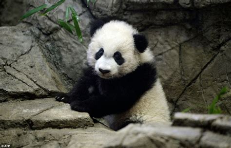 est100 一些攝影(some photos): Bei Bei, Giant panda cub, at the National Zoo ...