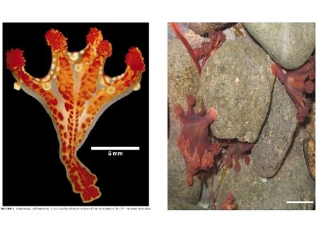 CNIDARIA CLASSIFICATION OF PHYLUM CNIDARIA The phylum Cnidaria