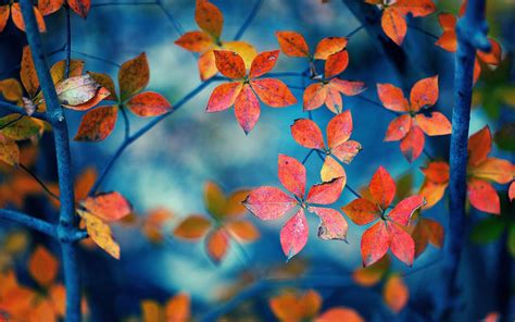 Small Autumn leaves - Blurry wallpaper