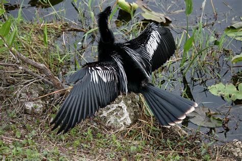 Once the anhinga gets out of the water, it usually finds a spot to roost and then spreads its ...