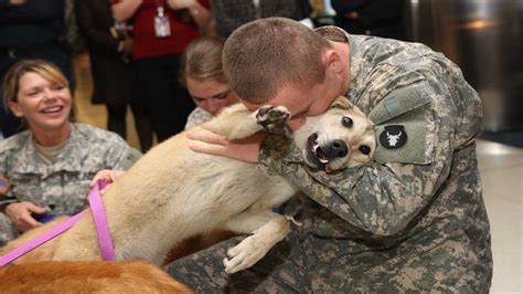 Dogs meet their owners after long time - Dog love his Owner Compilation ...