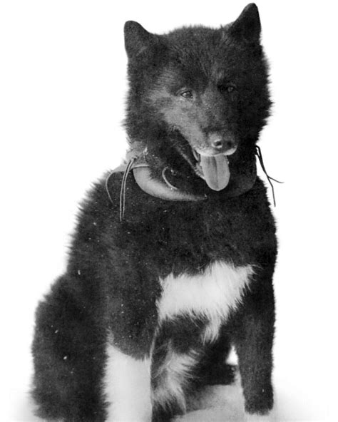 Balto Siberian Husky Dog 8X10 Photo Picture Image Nome Alaska sled musher #5 | #4557155732