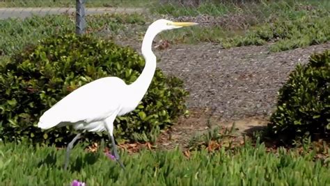 Crane, Egret or Heron? What's the difference?