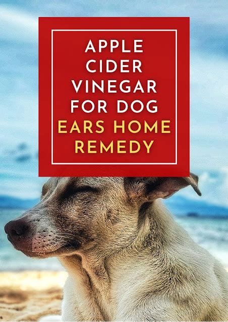 Apply Apple Cider Vinegar To Your Dog’s Ear The Second You Notice Any ...