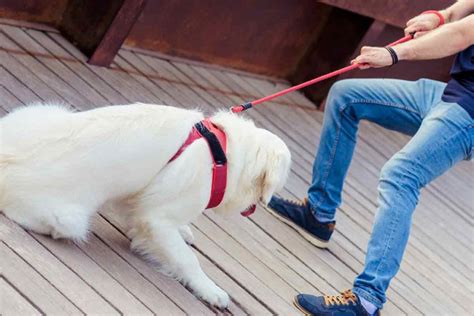 Dog Doesn’t Want To Walk: What It Means | ElleVet Sciences