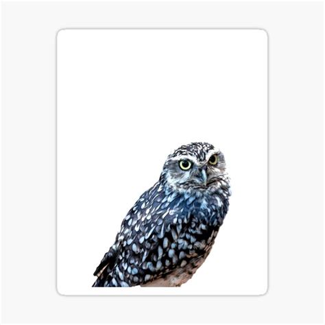 "little owl, also known as the owl of Minerva, is a bird that inhabits ...