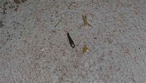 How To Get Rid Of Silverfish In 5 Easy Steps That Work