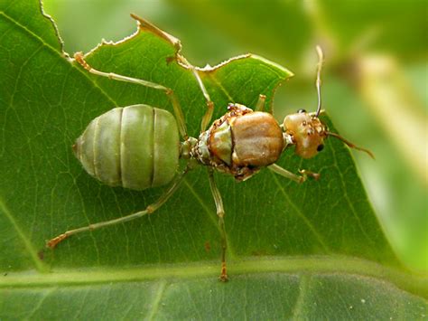 Queen ant 2 | Oecophylla smaragdina: Weaver ant queen. | By: DocJ96 | Flickr - Photo Sharing!