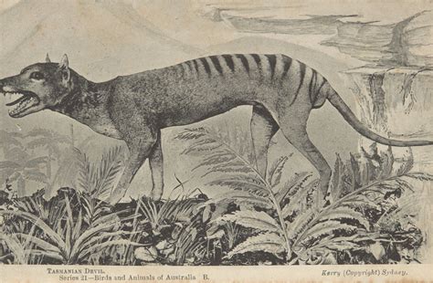 Extinction of thylacine | Australia’s Defining Moments Digital Classroom | National Museum of ...