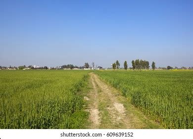 4,226 Punjab Fields Images, Stock Photos & Vectors | Shutterstock