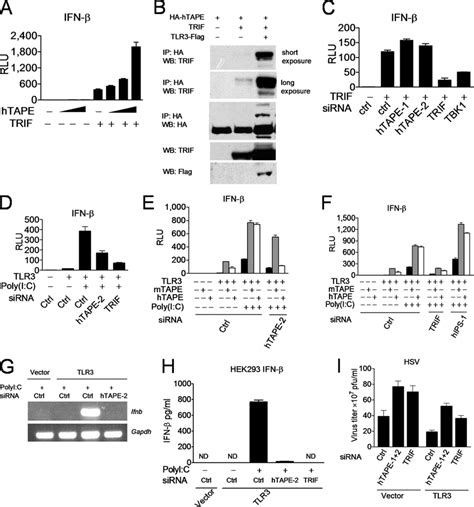 TAPE interacts with and acts upstream of Trif in the TLR3 pathway. A,... | Download Scientific ...