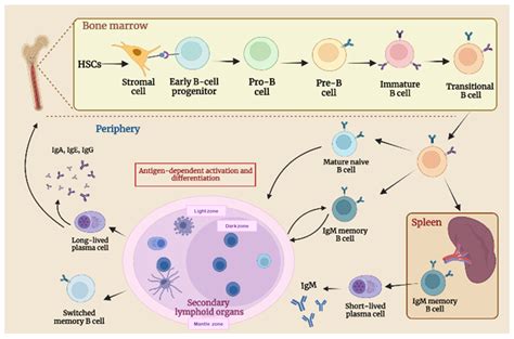 Schematic representation of B cell development and maturation stages. B ...