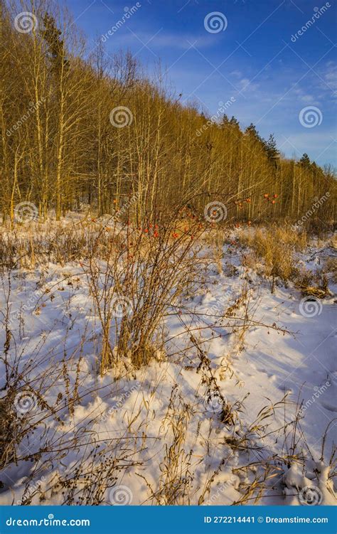 Winter Landscape in the Countryside Stock Image - Image of scene, december: 272214441