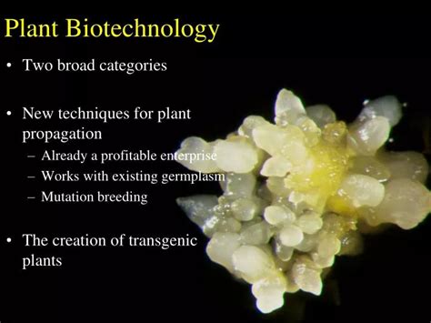 PPT - Plant Biotechnology PowerPoint Presentation, free download - ID:1252601