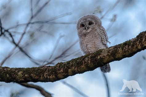 Wild Bavaria - Fascination Wildlife