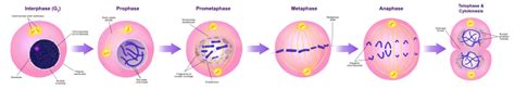 File:Mitosis Stages.svg - Wikipedia