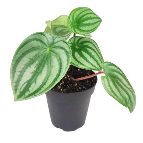 Peperomia Watermelon - Medium To Bright Light Air-purifying Houseplant - Succulents Box