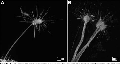 Figure 1 from A giant foraminifer that converges to the feeding strategy of carnivorous sponges ...