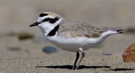 Western Snowy Plover Habitat at the Coal Oil Point Reserve - Isla Vista ...