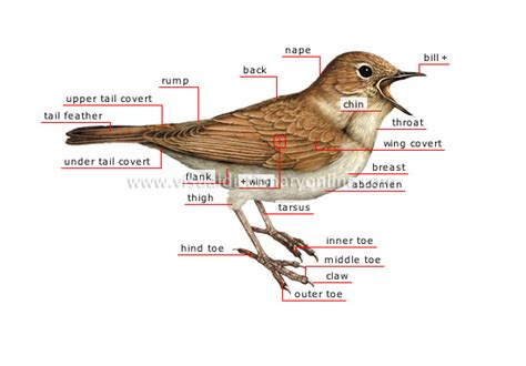 Sample Mind Map - Mind Map