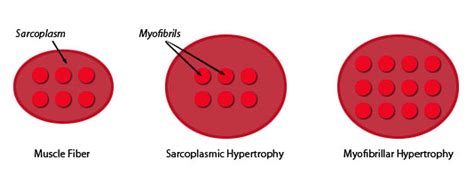 Myofibrillar Hypertrophy Training Program | EOUA Blog