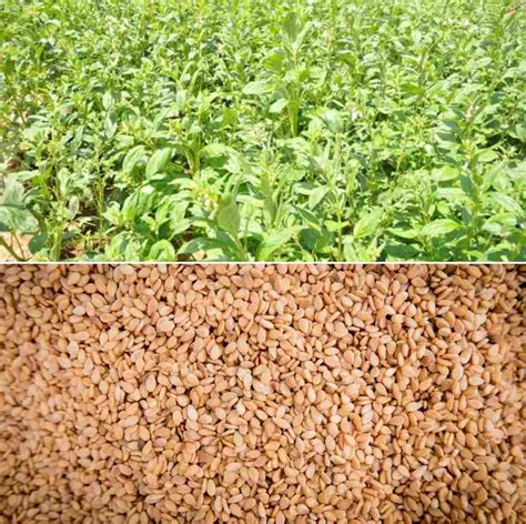 Organic Sesame Cultivation, Production Practices | Agri Farming