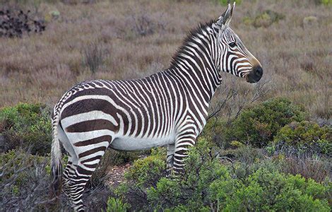 Mountain Zebra | Animal Wildlife