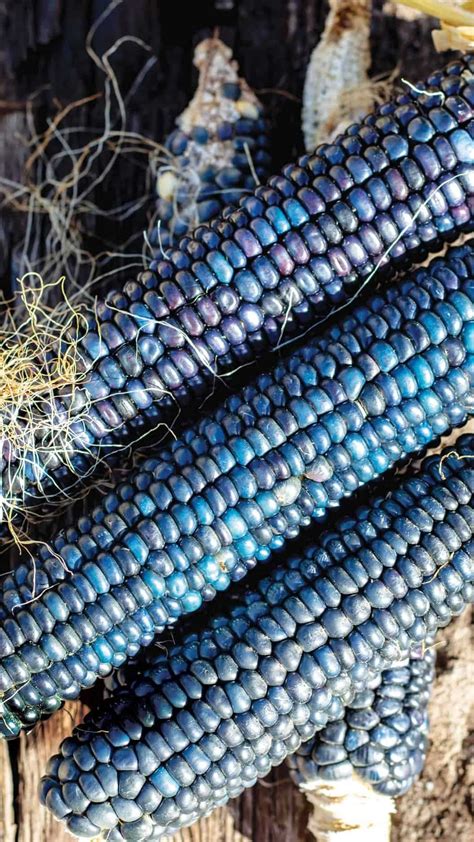 5 Health Benefits of Blue Corn