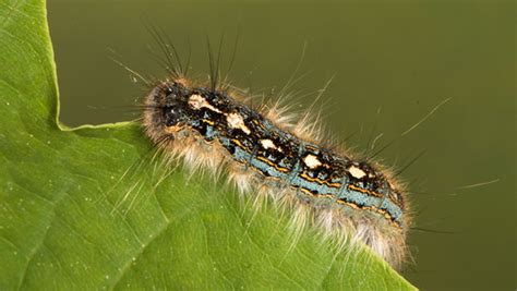 Forest Tent Caterpillar and Moth – Fishers Island Conservancy