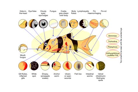 17 Most Common Fish Diseases and How to Cure Them - Bunnycart Blog