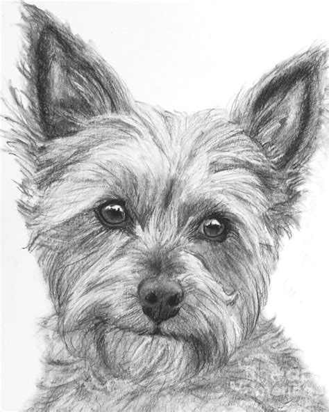 Yorkie Drawing Drawing by Kate Sumners