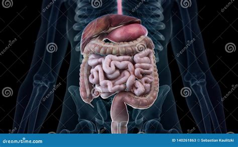 The human digestive system stock video. Video of medical - 140261863