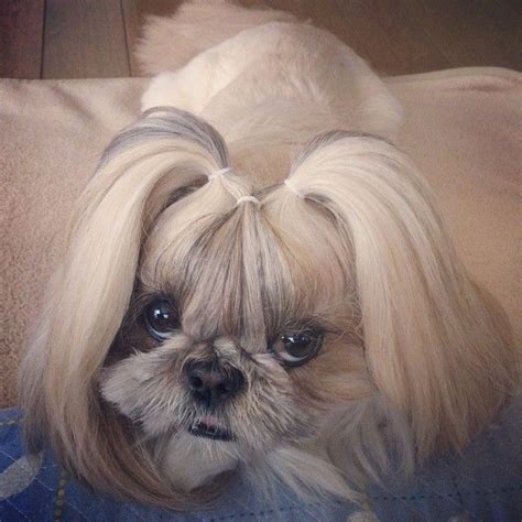 Pets #peinados peinados para shih tzu, shih tzu grooming styles teddy bears, shih tzu puppy ...