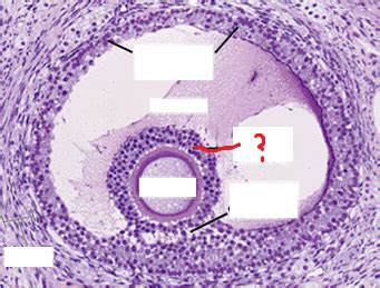 Level 2 - functional histology, - Memrise