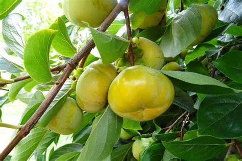 Best Fertilizer for Persimmon Trees: Homemade, Organic, Natural, Liquid ...