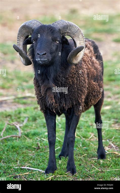 Black male sheep with big horns standing on grass Stock Photo - Alamy