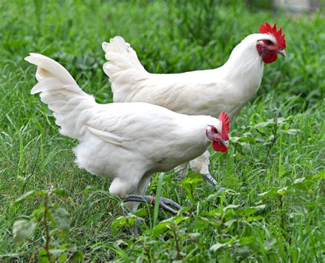 Buy American Bresse Chickens For Sale | #1 Trusted Vendor