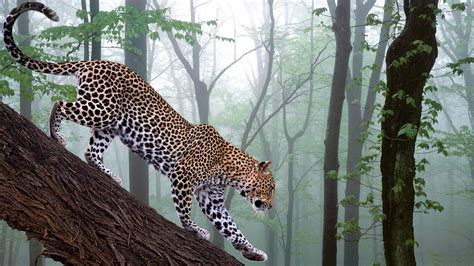 leopard in jungle-wild animal desktop wallpaper-1920x1080 Download ...