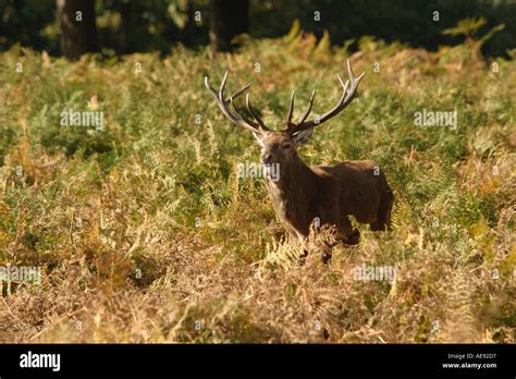 Red deer England UK Stock Photo - Alamy