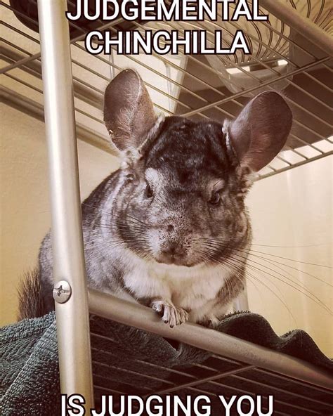 I enjoy people watching #chinchilla #chinchillamemes #chinchillasofinstagram #chinchillas #meme ...