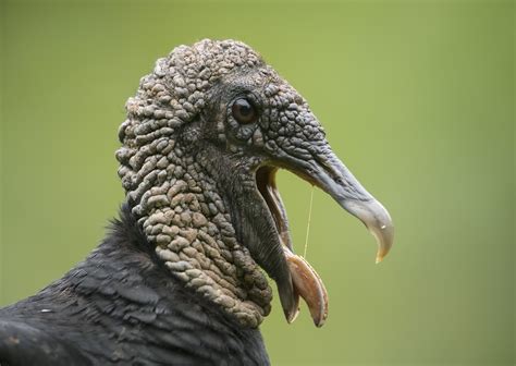 NETN Species Spotlight - Turkey and Black Vultures (U.S. National Park Service)