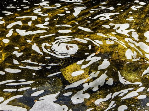 Foam on a Pond | Pond, Light in the dark, Nature photos