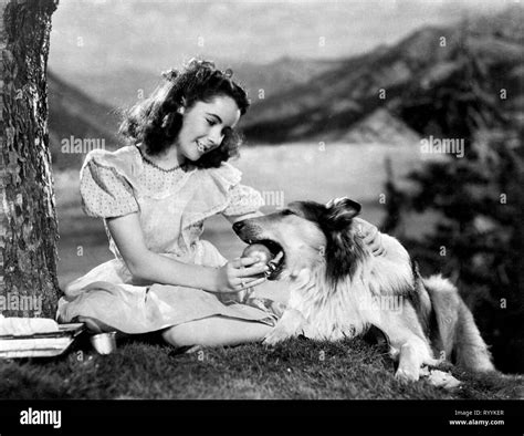 ELIZABETH TAYLOR, LASSIE, LASSIE COME HOME, 1943 Stock Photo - Alamy