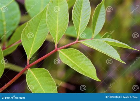 Red Poison Sumac Leaves, Toxicodendron Vernix Stock Photography ...