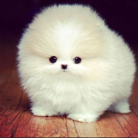 99% Fluffiness | Baby animals, Cute animals, Cute teacup puppies