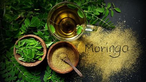 Moringa y diabetes. Así debes prepararla en té para aprovechar sus beneficios | Unión Guanajuato