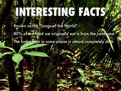 Interesting Facts About The Amazon Rainforest - Gambaran