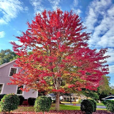 Japanese Maple Trees for sale in Nimmons, Arkansas | Facebook Marketplace