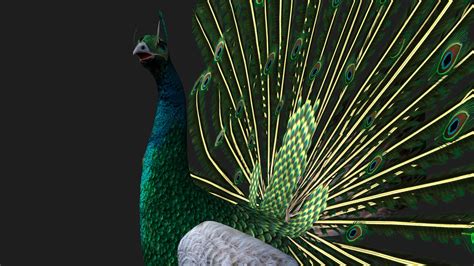 Peacock V4E Animated - 3D Model by Animated3d